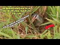 jiwa petualang || pasti pernah ngalamin bertemu sarang burung ini