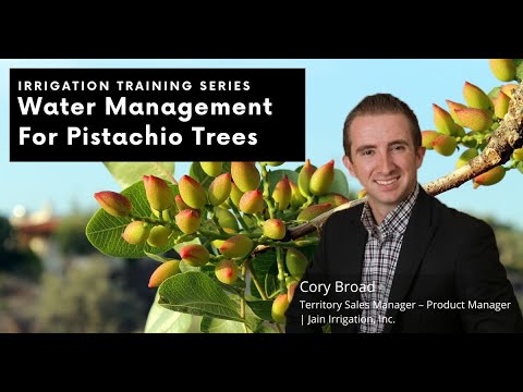 Water Management For Pistachio Trees