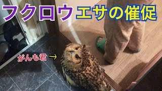【フクロウ】ごはんの催促が可愛い～♡♡【がんも】