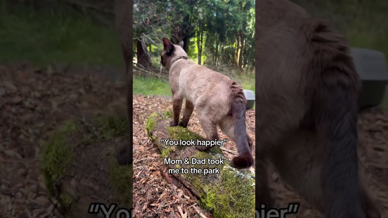 Chavo loves his walk 🐈 