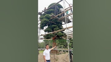 Cắt Tỉa Tùng La Hán tại Vườn - Chuẩn Bị Về Với Gia Chủ Mới | Triệu Điền #tunglahannhatban