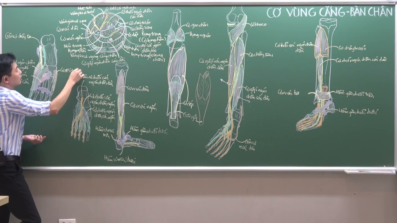 CHI DƯỚI: CƠ CHI DƯỚI - (9) CƠ Ở BÀN CHÂN