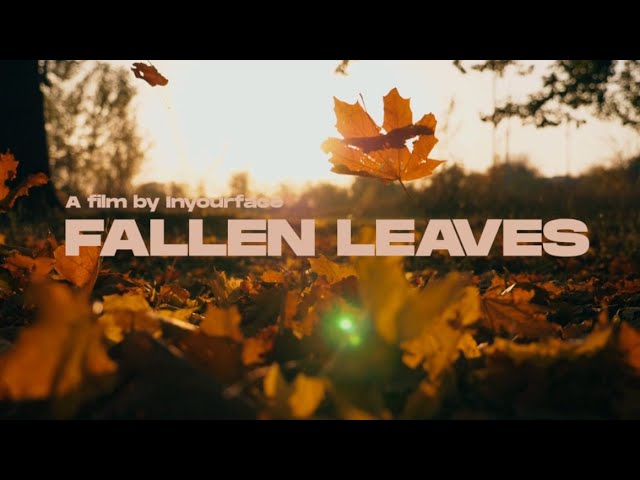 INYOURFACE // Fallen Leaves [Vertical Video] bekijken op YouTube