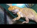 RESCUE BEARDED DRAGON EATS! AND ITS VEGGIES! | BEARDED DRAGON RESCUED FROM ABANDONED HOME EP5