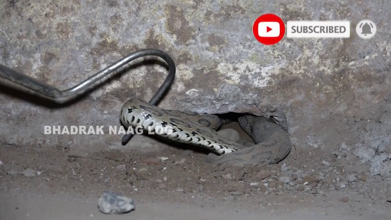  Russell Viper Snake Rescue At- Utkal Flour Mills Pvt. Ltd, Charampa, Bhadrak