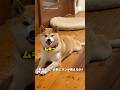 ムキっ‼️迫真の演技を見せる柴犬　#柴犬　#犬　#かわいい犬 #犬のいる暮らし #面白い