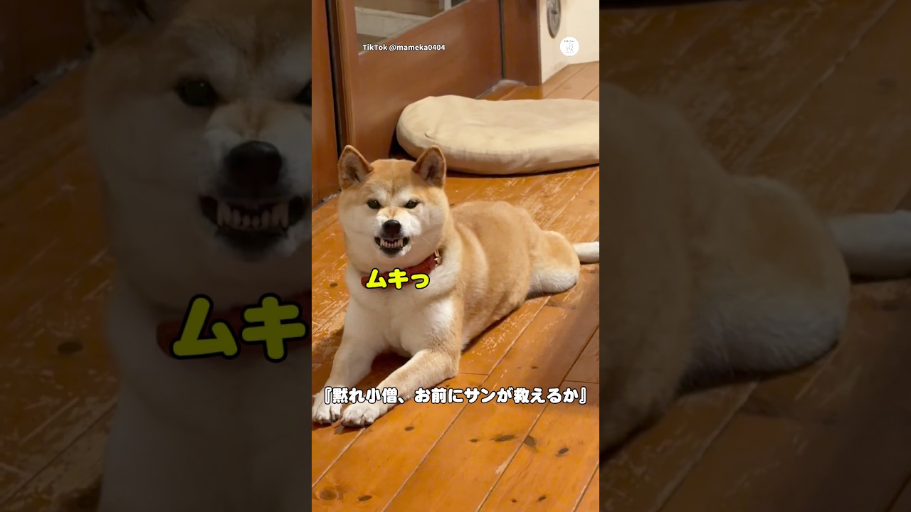 ムキっ‼️迫真の演技を見せる柴犬　#柴犬　#犬　#かわいい犬 #犬のいる暮らし #面白い