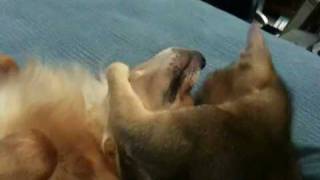 gentle chihuahua (baxter) let's Sudi play with his face screenshot 4