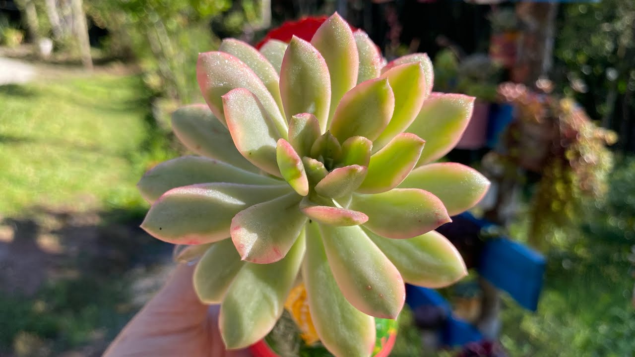 SUCULENTAS NORMAIS E SUAS VERSÕES VARIEGATAS 