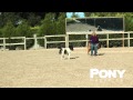 Meet Dottie the miniature foal! | PONY Magazine