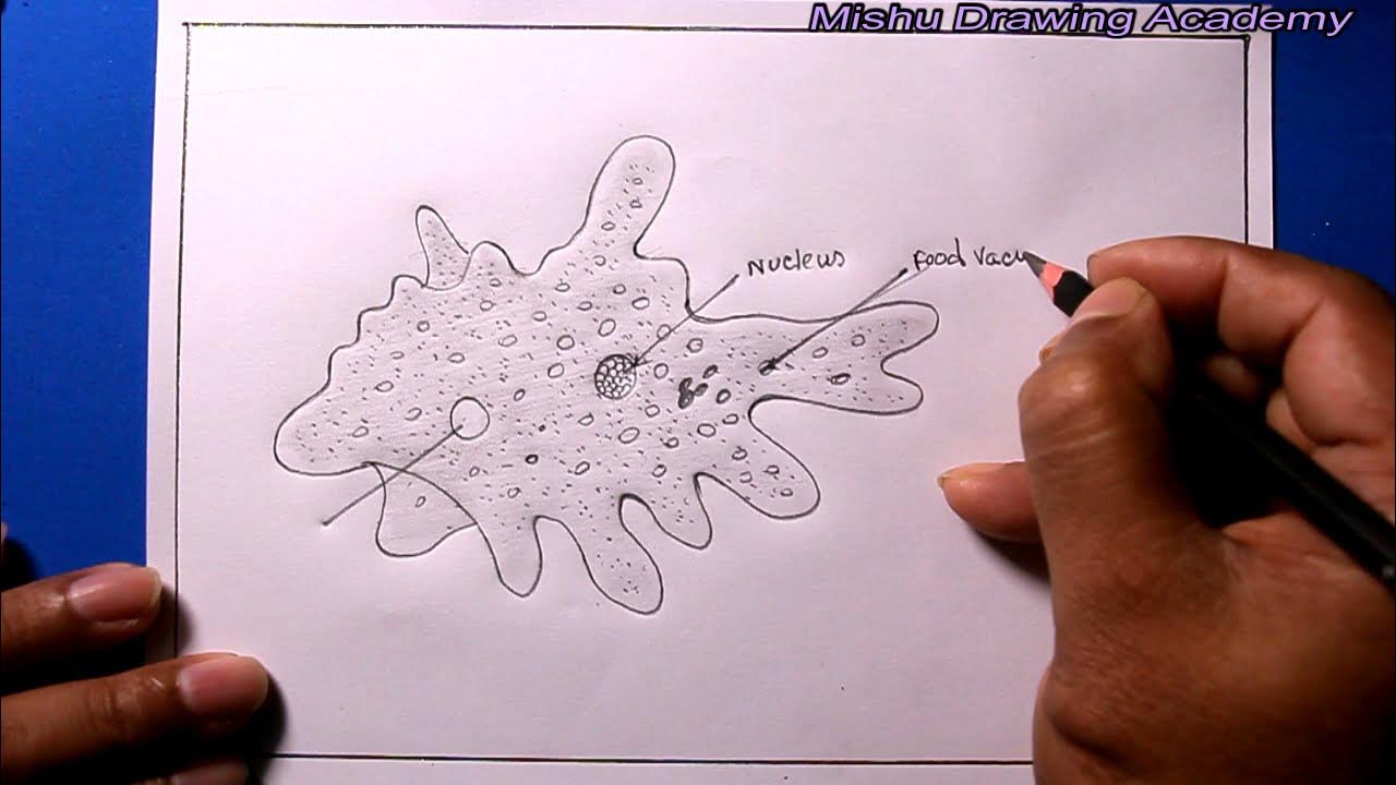 AutoDraw: Perfect for Classroom Creators - Science with The Amoeba