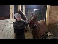 Успели лошадей завести на новую ферму перед настоящей зимой. Готовимся к снежной верховой прогулке