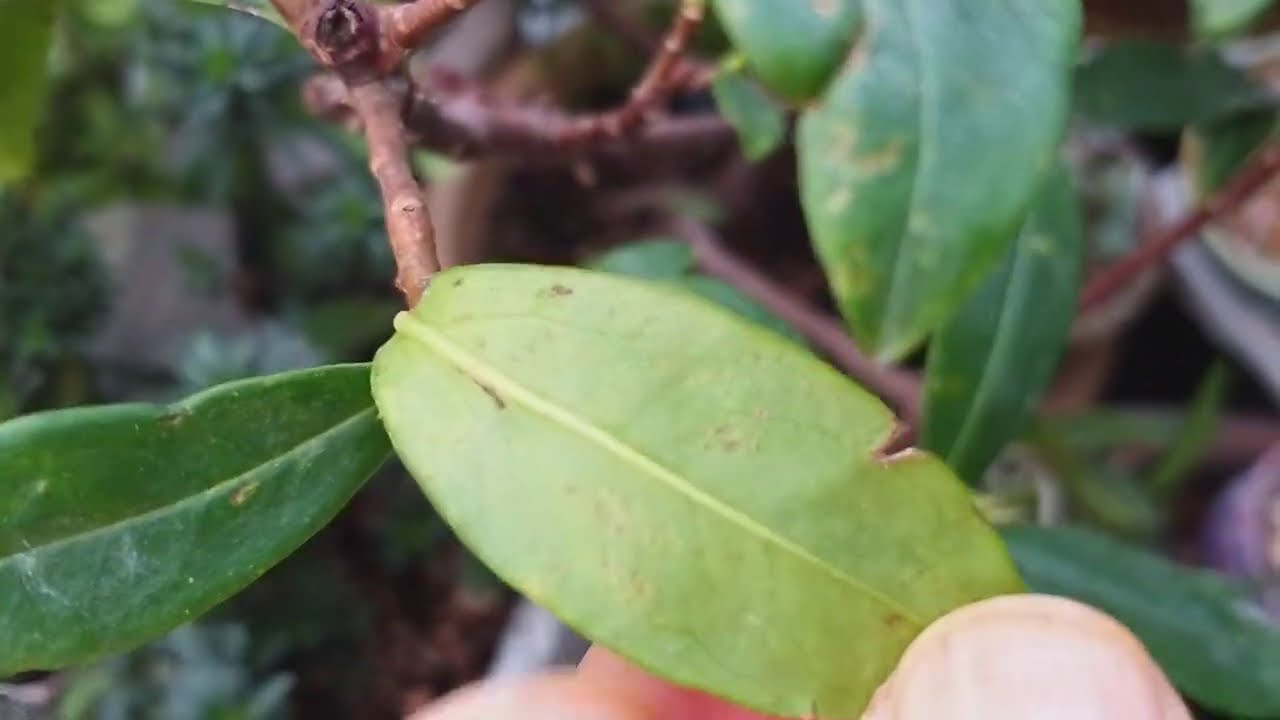 천리향키우기 {서향나무} 관리하기