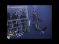 Mako Shark Attacks Deep Sea Diver