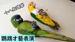 【屈原之天下鳥事】鸚鵡才藝表演主人與鳥寶生活十八般鵡藝