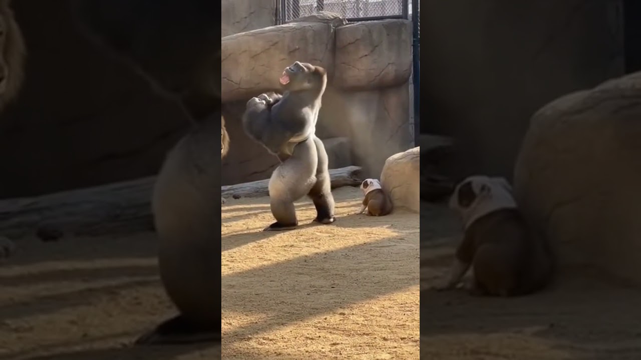 GORILLA VS LION The Ultimate Showdown! 🦍💥🦁 Epic Rescue