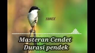 Masteran Cendet Durasi Pendek #cendetindonesia #kicaumania #masterancendetfulltembakan