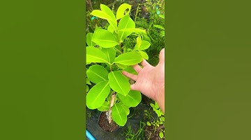 Cây Trâm không hạt Thái Lan | 0386569374 - Ngọc Ngân Bến Tre | Chuyên cây độc lạ