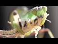 Giant Asian Mantis feeding