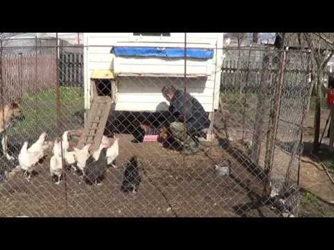 обзор курятника на 15 кур обзор курятника на 15 кур