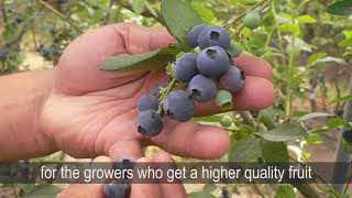 Bumblebee pollination in open fields and orchards