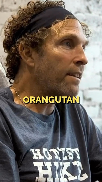 Everybody Needs An Orangutan!