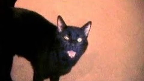 Talking Cat Show #8 - Catnip addiction HELP!