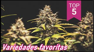 TOP 5 VARIEDADES FAVORITAS DE YOIDI GANJAH ZONE | @royalqueenseedsglobal