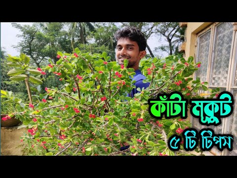 ভিডিও: বুগেনভিলিয়ার কাঁটা কেন?