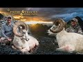 My 40 Year Dream: Alaska Dall Sheep | (Amazon Episode)