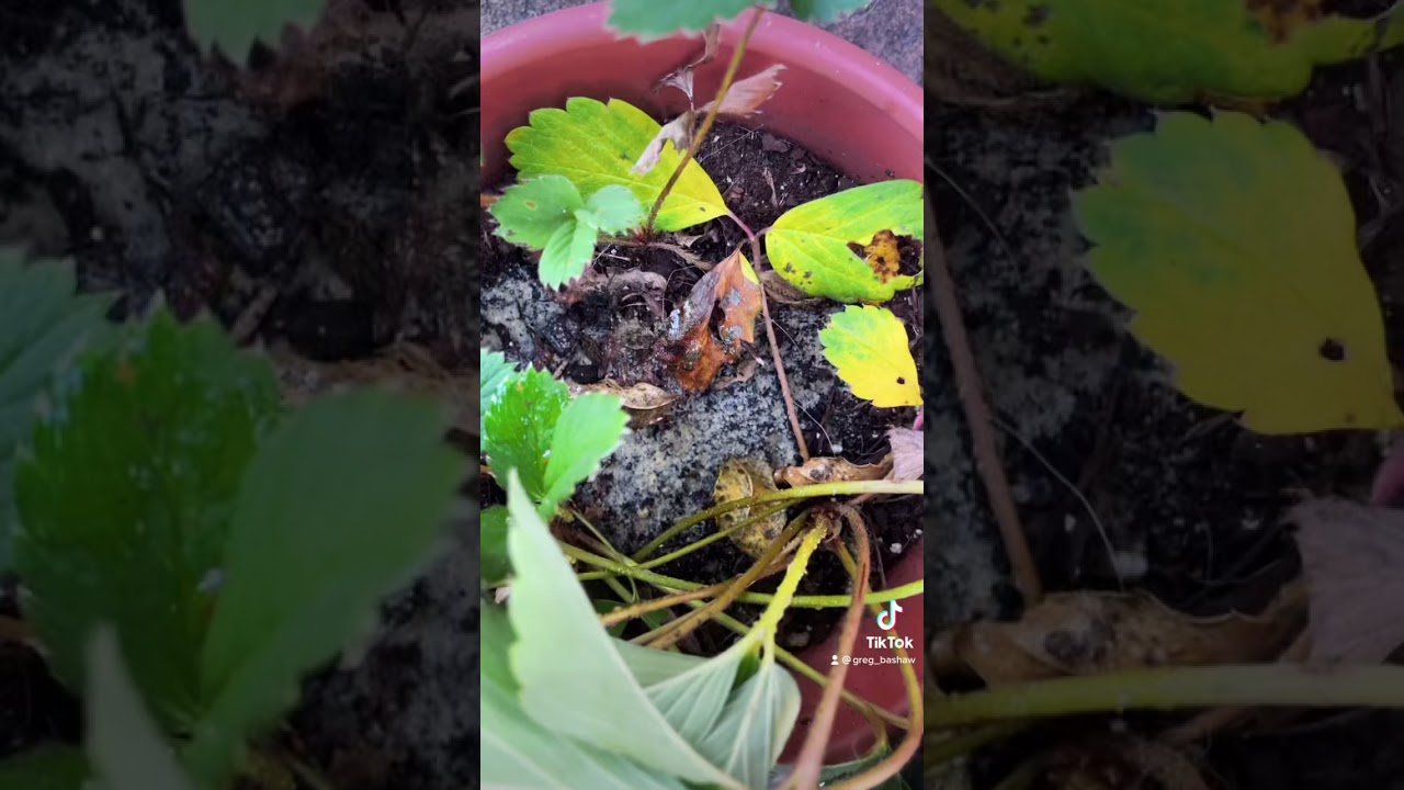 How to Propagate Strawberry Plants