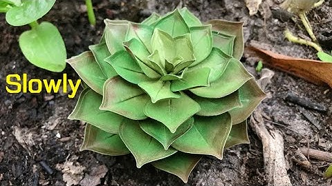 ABC TV | How To Make Succulent Paper | Flower Die Cuts (Slowly) - Craft Tutorial