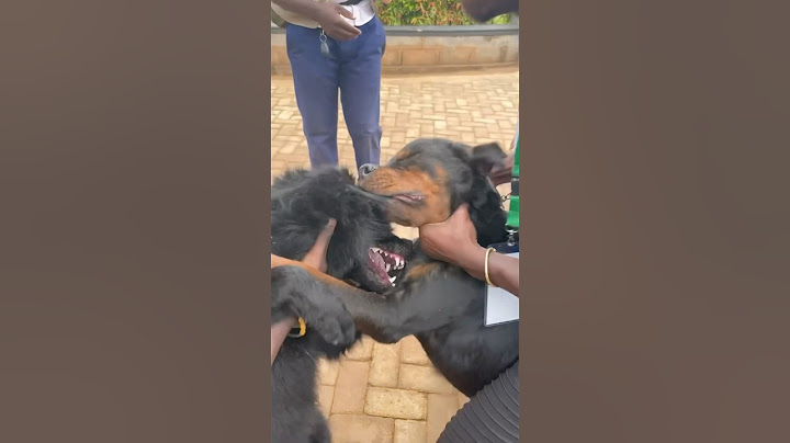 How to break up dog fight! #doglover #dogtraining #viralvideo #dog #dogs #dogfight #dogtips