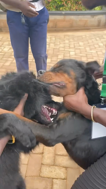 How to break up dog fight! #doglover #dogtraining #viralvideo #dog #dogs #dogfight #dogtips