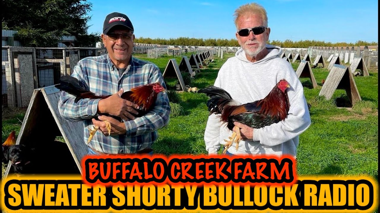 Sweater Shorty Bullock Radio BUFFALO CREEK GAMEFARM YouTube