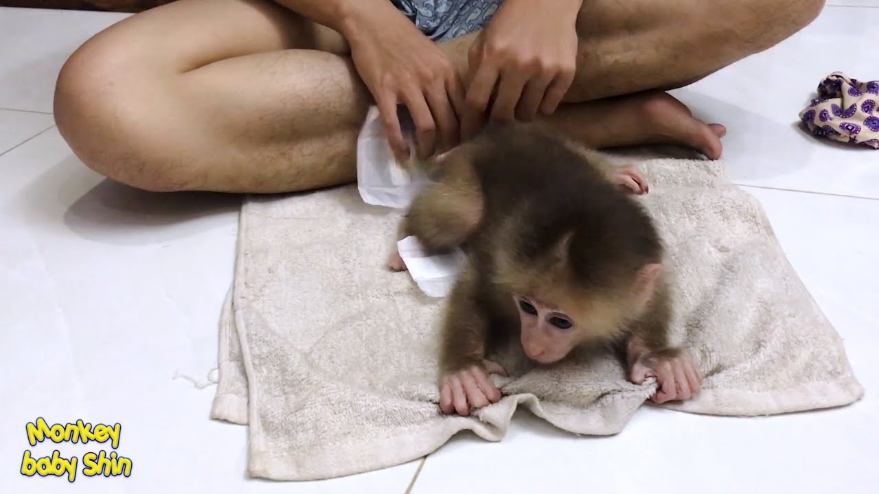 Monkey Baby Shin new diapers super cute Cute animal videos YouTube