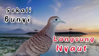 perkutut lokal GACOR jago MEMIKAT sekali BUNYI langsung NYAUT.