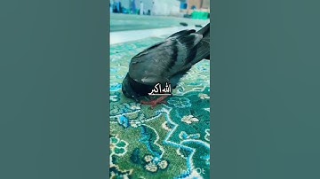 Thumbnail of Beautiful Nasheed #Islamic shorts 🕋🤲🕌 Makka Madina status ❤️