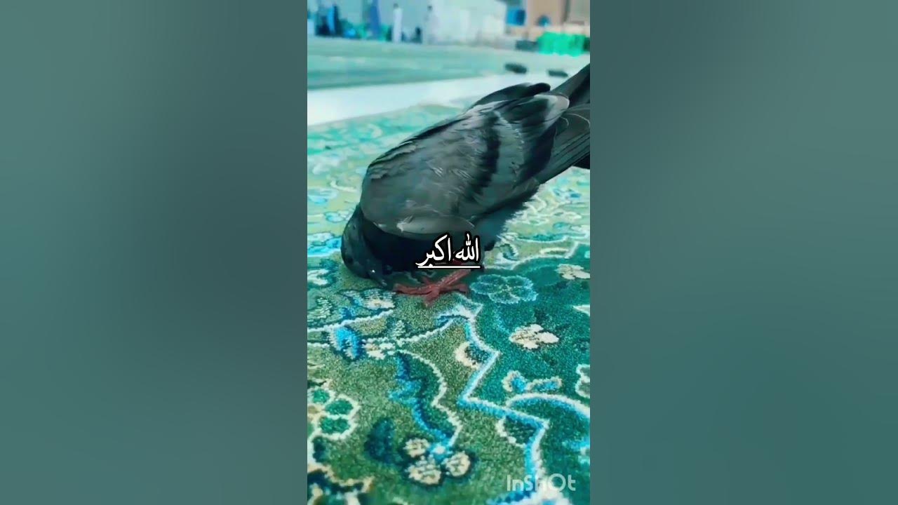 Beautiful Nasheed #Islamic shorts 🕋🤲🕌 Makka Madina status ❤️
