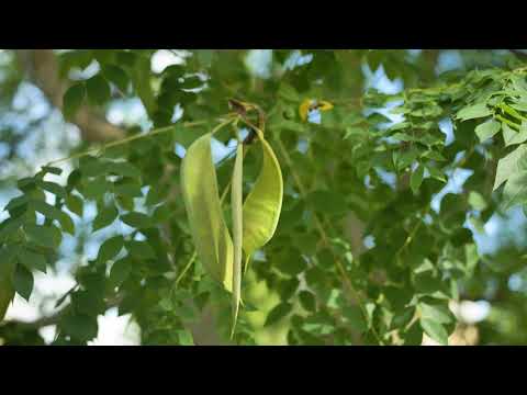 Video: Kentucky Coffeetree informācija: uzziniet par Kentuki kafejnīcas audzēšanu