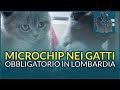 Microchip obbligatorio per i gatti in lombardia