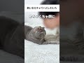 飼い主ガチャでハズレ引いた #猫 #cat #ねこ #替え歌 #猫動画 #子猫