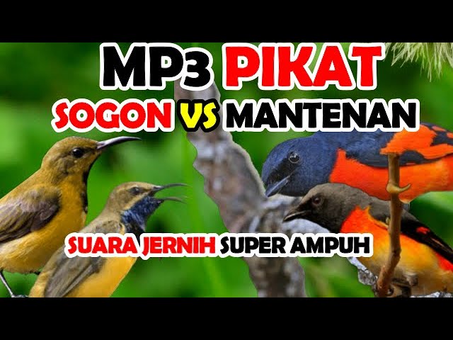 SUARA PIKAT SOGON RIBUT KOMBINASI MANTENAN RIBUT SUPER AMPUH class=