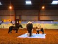 Download My Three Pony's Playing With a Tarp My Three Pony's Playing With a Tarp
