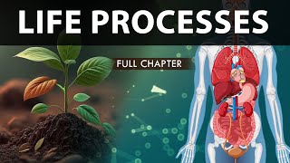 Life Processes Class 10 full Chapter (Fully Animated) | Class 10 Science Chapter 6 | CBSE | NCERT screenshot 1