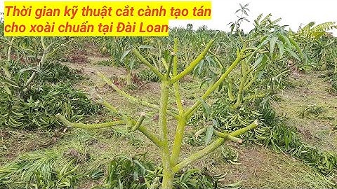 Kỹ thuật cắt cành tạo tán cây Xoài chuẩn tại Đài Loan