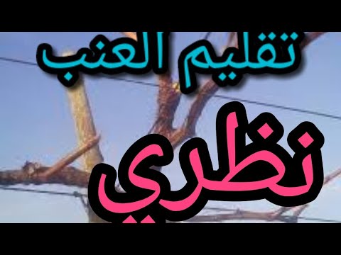 تقليم شجرة العنب