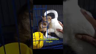 Ekspresi Kucingnya Gak Ketolong