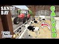 CALVES ON THE FARM FOR THE FIRST TIME EVER!  | Sandy Bay Farming Simulator 19 - Episode 16