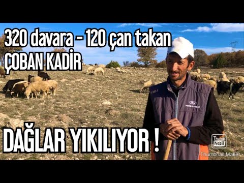 320 KOYUN - KEÇİYE 120 ÇAN / DAĞLAR YIKILIYOO!! ÇOBAN KADİR